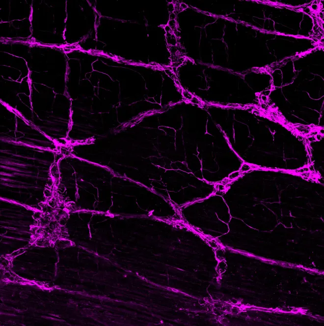 Glial Cells