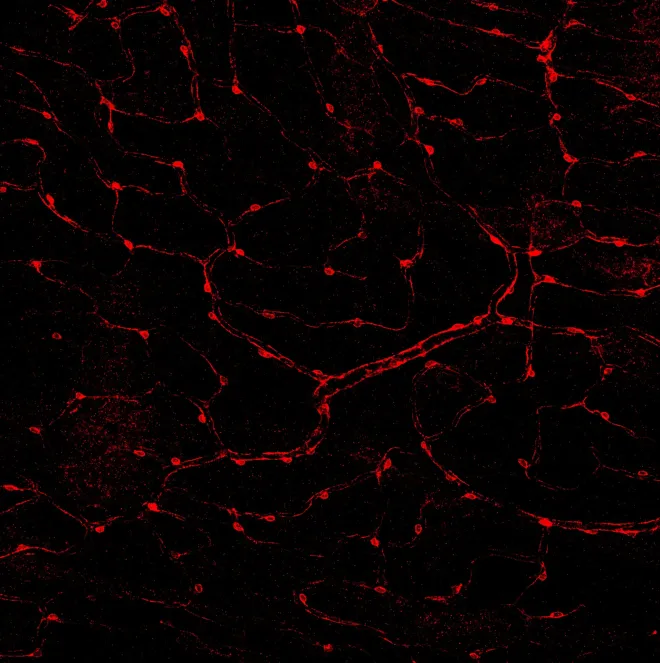 Pericyte
